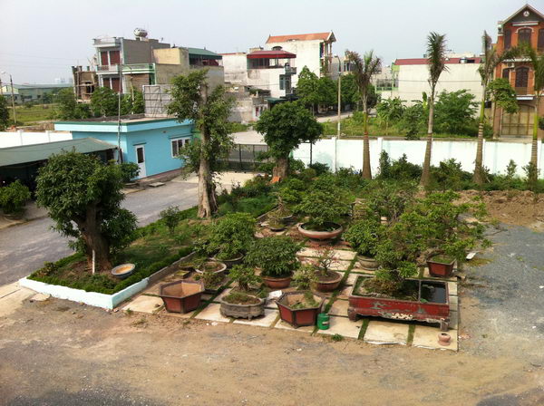 Khuôn viên công ty Trường Sơn - Vườn cây cảnh